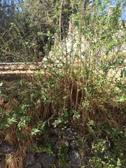 Dunalia brachyacantha