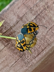 Murgantia histrionica