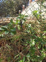 Dunalia brachyacantha