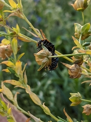 Murgantia histrionica