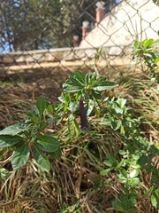 Dunalia brachyacantha