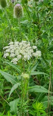 Daucus carota