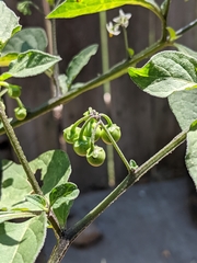 Solanum nigrum
