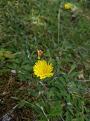 Pilosella officinarum
