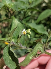 Solanum nigrum