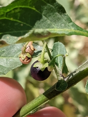 Solanum nigrum