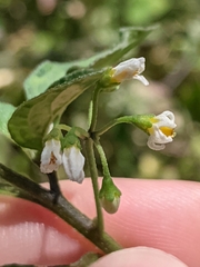 Solanum nigrum