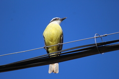 Pitangus sulphuratus