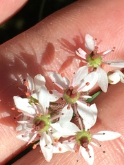 Micranthes porsildiana