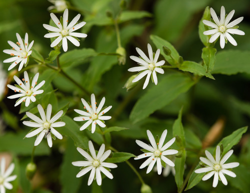 star chickweed