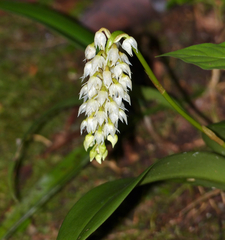 Bulbophyllum mahakamense