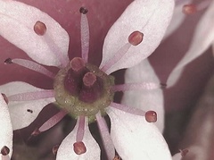 Micranthes porsildiana