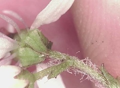 Micranthes porsildiana