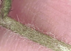 Micranthes porsildiana