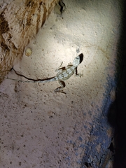 Sitana ponticeriana