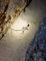 Sitana ponticeriana