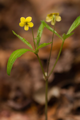 Viola tripartita