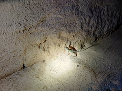 Sitana ponticeriana