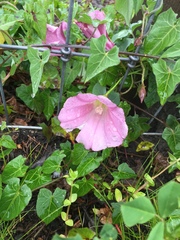 Calystegia purpurata