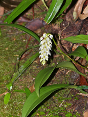 Bulbophyllum mahakamense