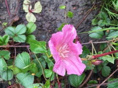 Calystegia purpurata