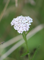 Achillea millefolium