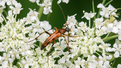 Stenurella septempunctata