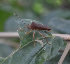Anasa bellator