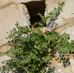Capparis sicula