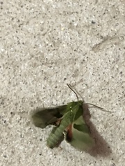 Proserpinus terlooii