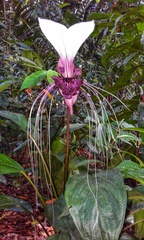 Tacca integrifolia