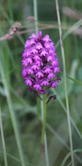 Anacamptis pyramidalis