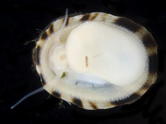 Lottia paradigitalis