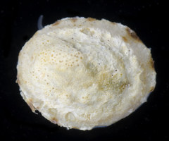 Lottia paradigitalis