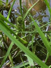 Sparganium erectum