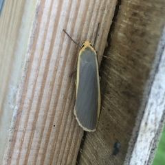Eilema lurideola
