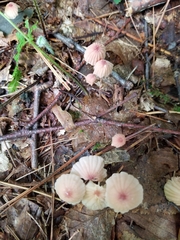 Mycena sanguinolenta