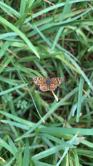 Phyciodes graphica