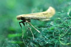 Aspilapteryx tringipennella