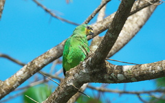 Amazona amazonica tobagensis