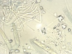 Peziza atrovinosa