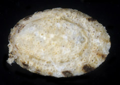 Lottia paradigitalis