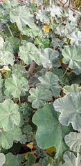 Malva preissiana