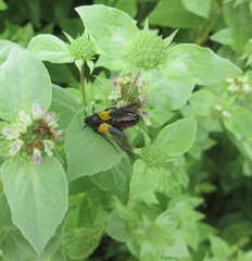 Macrosiagon flavipennis