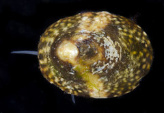 Lottia paradigitalis