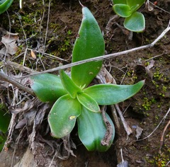 Dudleya cymosa