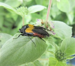 Macrosiagon flavipennis