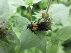 Macrosiagon flavipennis