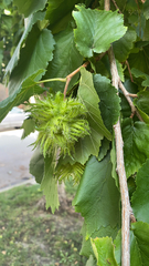 Corylus colurna