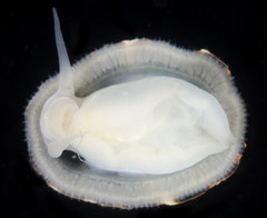 Lottia paradigitalis